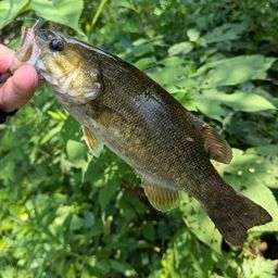 スモールマウスバス