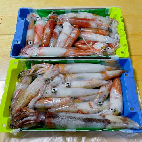 ケンサキイカの釣果