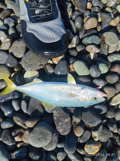 ワカシの釣果