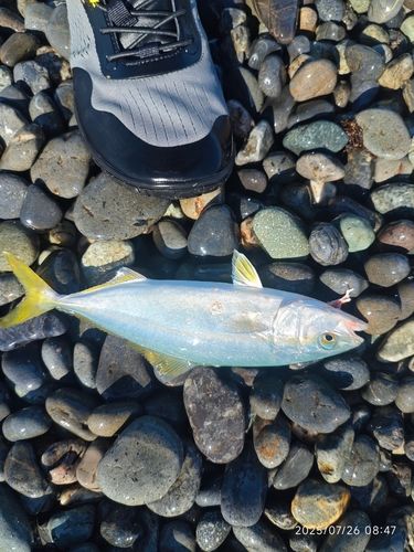 ワカシの釣果