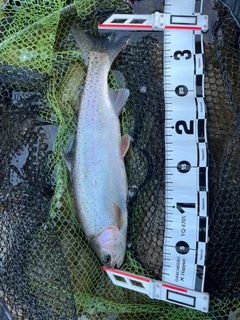 ニジマスの釣果