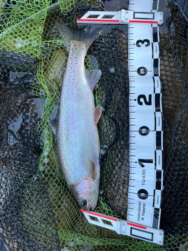 ニジマスの釣果
