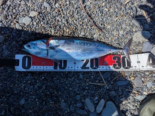 ソウダガツオの釣果