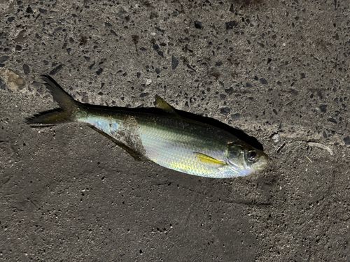 ヒラの釣果