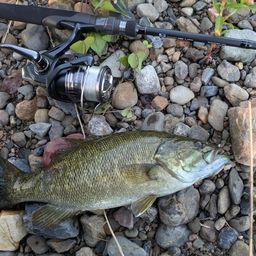 スモールマウスバス