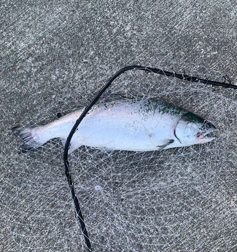 ギンザケの釣果