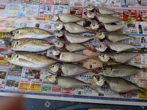 アジの釣果