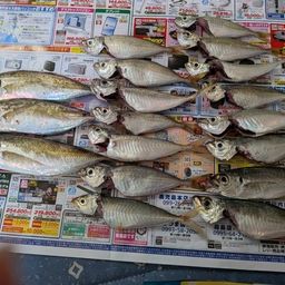 アジ