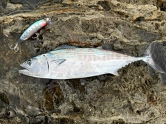 ハガツオの釣果