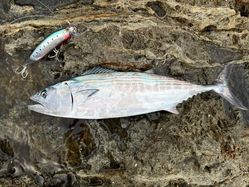 ハガツオの釣果