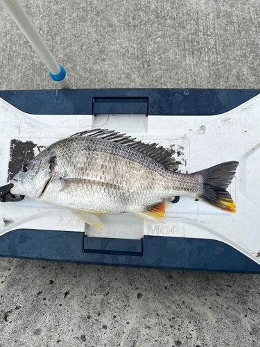 キビレの釣果