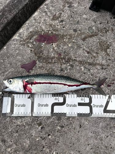 サバの釣果