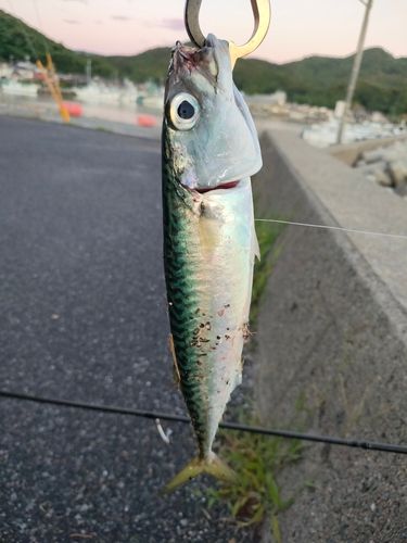 サバの釣果