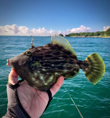カワハギの釣果