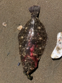 ヒラメの釣果