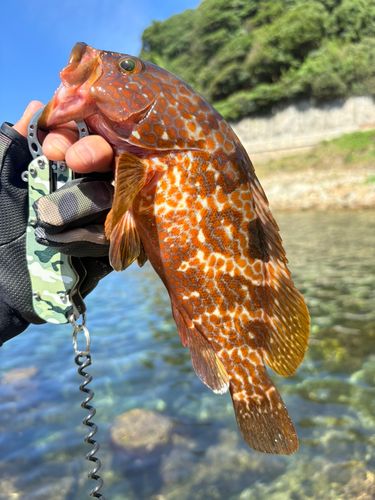 キジハタの釣果