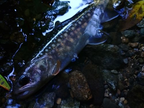 イワナの釣果