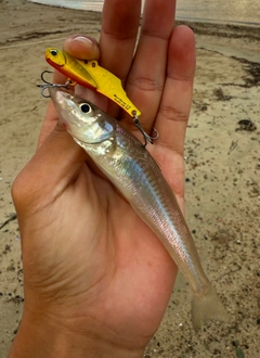 シロギスの釣果