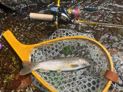 イワナの釣果