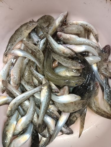 ハゼの釣果