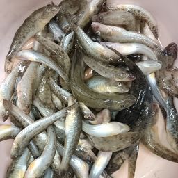 ハゼ