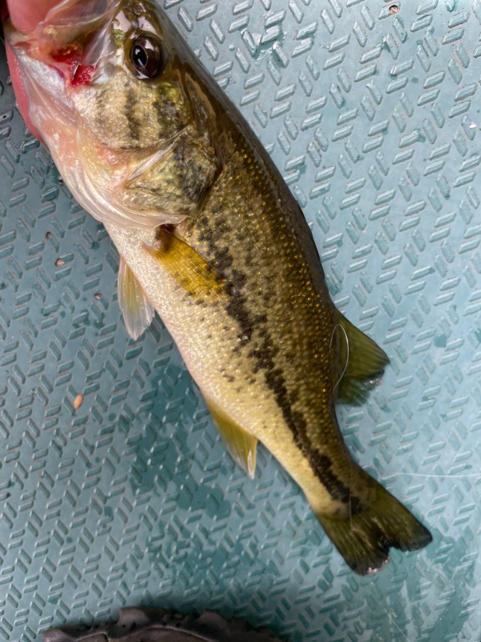 ラージマウスバス