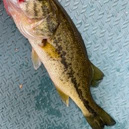 ラージマウスバス