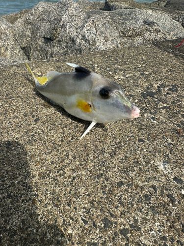 ギマの釣果