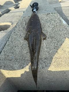 マゴチの釣果
