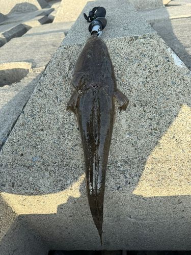 マゴチの釣果