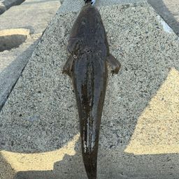 マゴチ