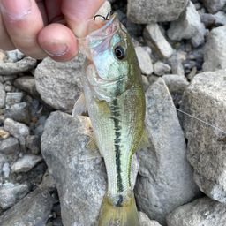 ラージマウスバス