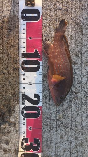 キジハタの釣果