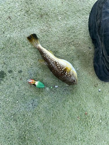 クサフグの釣果