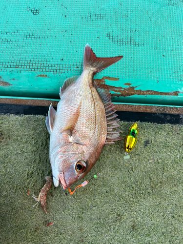 タイの釣果