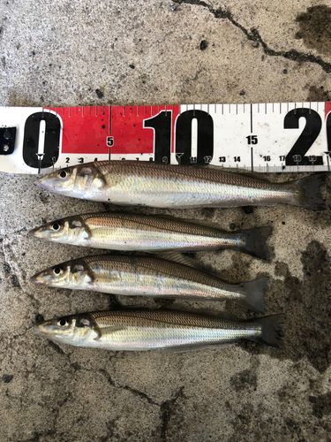シロギスの釣果