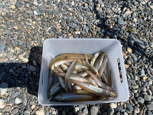 シロギスの釣果