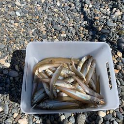 シロギス