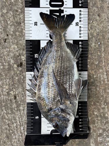 クロダイの釣果