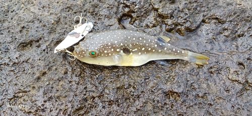 クサフグの釣果