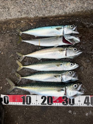 サバの釣果