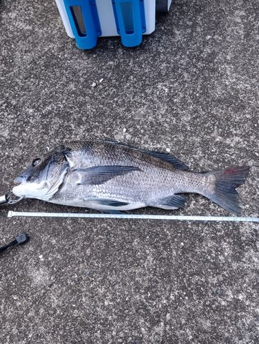 チヌの釣果