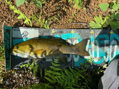 スモールマウスバスの釣果