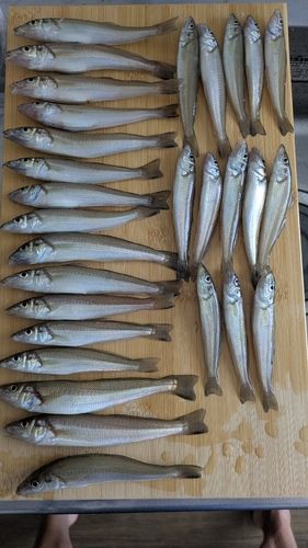 キスの釣果