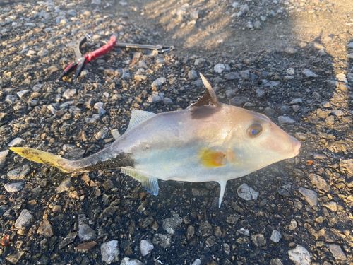 ギマの釣果