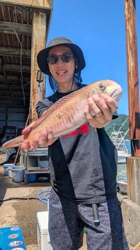 シロアマダイの釣果