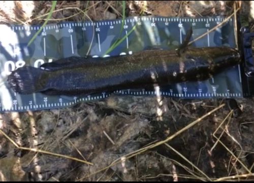 ライギョの釣果