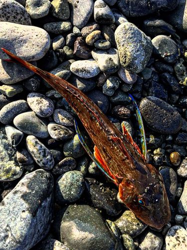 ホウボウの釣果