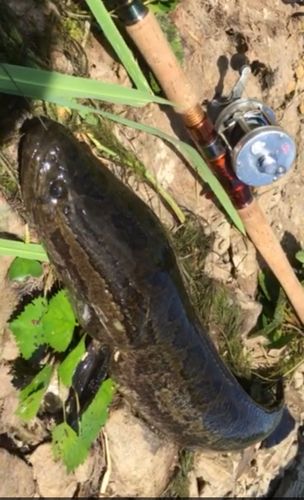 ライギョの釣果