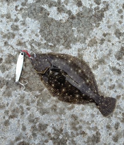 ヒラメの釣果